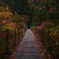 奥多摩の渓谷にかかる道所橋と秋の紅葉、木製吊橋の四季風景の写真