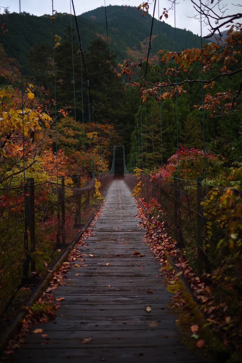 奥多摩の山間にかかる木製の吊橋と色づいた紅葉の風景