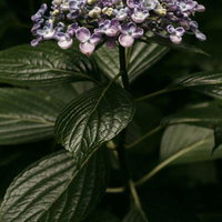深緑と紫の濃淡が映えるガクアジサイの花房の写真