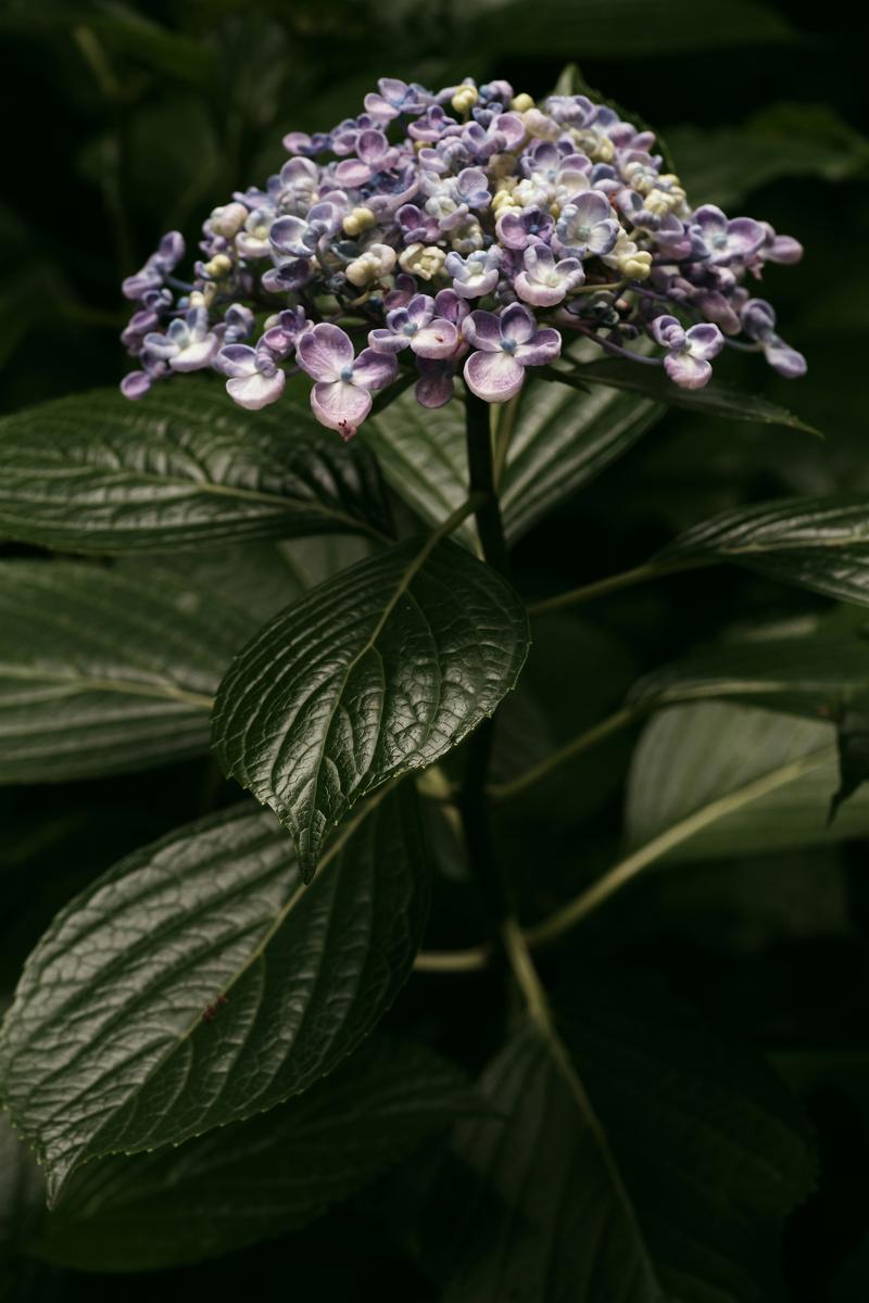 紫と白の小さな花が集まったガクアジサイの花房と濃緑色の葉