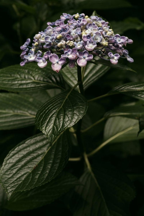 深緑と紫の濃淡が映えるガクアジサイの花房