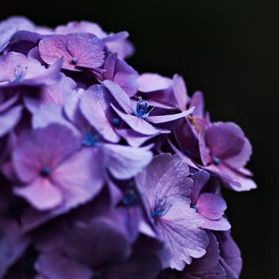 アジサイのクローズアップ（紫）の写真