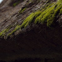 菅沼集落の茅葺屋根を覆う苔（富山県南砺市）の写真