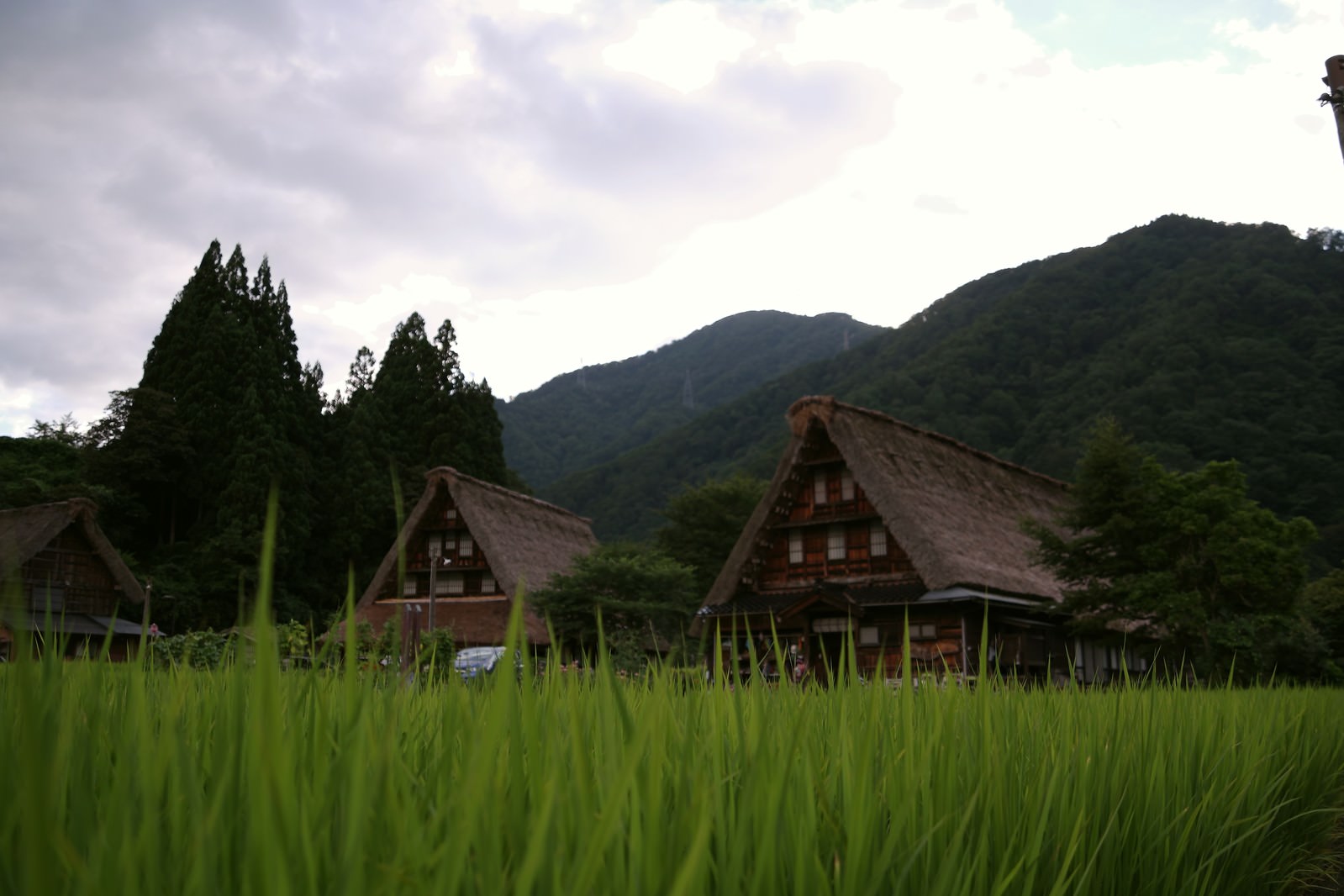 青々とした稲田の向こうに見える菅沼集落の合掌造り家屋と山々