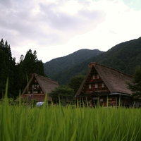 稲穂越しに見える菅沼集落の合掌造り風景と秋の田畑の写真