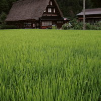 成長する稲の葉先と菅沼集落の合掌造り（富山県南砺市）の写真