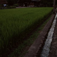 菅沼集落の田んぼの脇を流れる清水の水路と合掌造りの写真