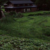 緑の畑の奥に見える菅沼集落の合掌造り民家の写真