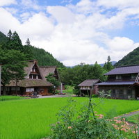 緑の田んぼと茅葺屋根の菅沼集落（富山県南砺市）の写真