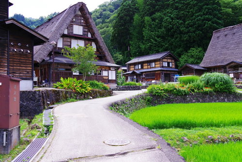 緑の山々に囲まれた相倉合掌造り集落の水田風景