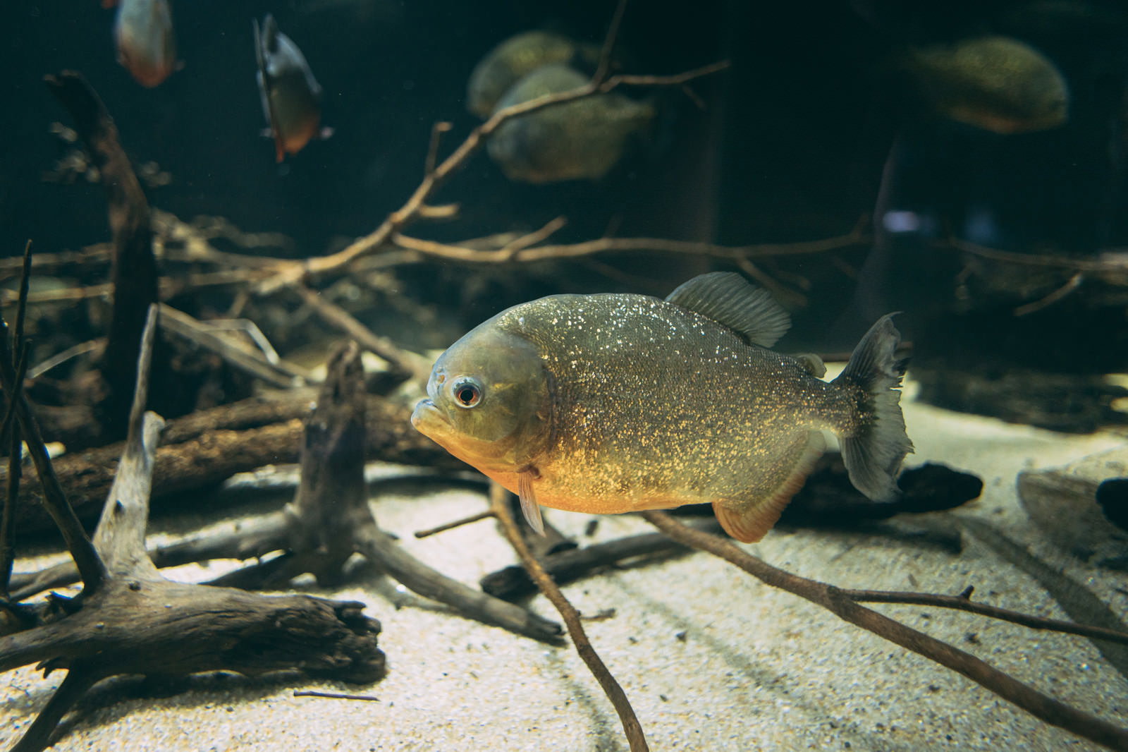 水族館の水槽内を泳ぐピラニアの様子