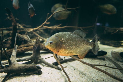 およげピラニアくん、水族館の水槽を泳ぐ熱帯魚