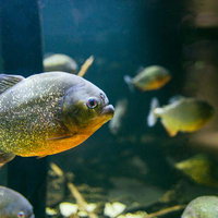 およげピラニアくん、群れで泳ぐ水族館の凶暴な肉食魚の写真