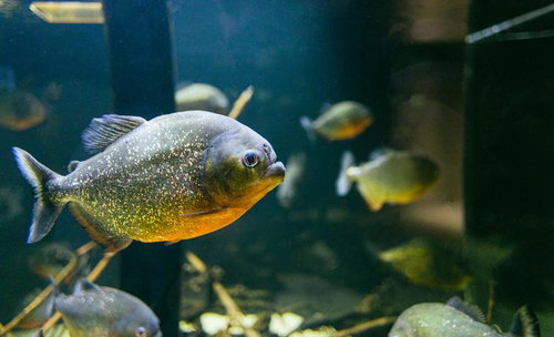 およげピラニアくん、群れで泳ぐ水族館の凶暴な肉食魚