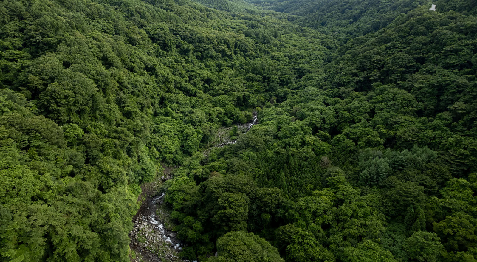 深い緑の森林に覆われた山間の谷を流れる川の空撮写真
