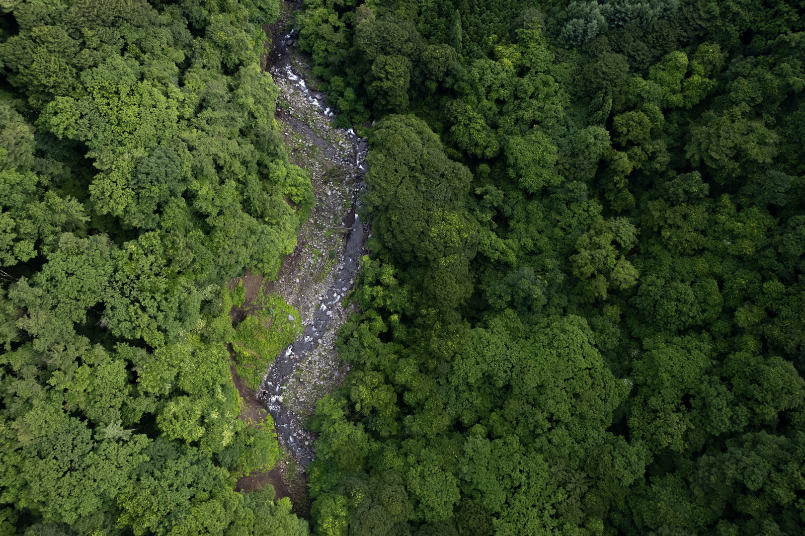 深い緑の森林に覆われた山間部の谷を上空から俯瞰した風景