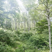 白樺の森に差し込む木漏れ日と緑の下草が広がる自然風景の写真