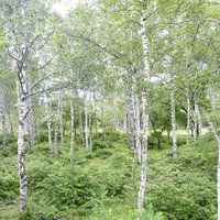 白樺の森に生い茂る新緑の木々と青空の写真