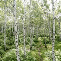 白樺の木々を縫う山道：白い幹が立ち並ぶ森林トレッキングコースの写真
