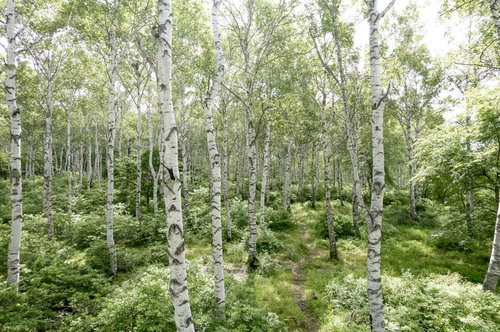 白樺の木々を縫う山道：白い幹が立ち並ぶ森林トレッキングコース