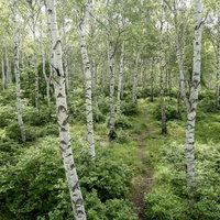 白樺の木々を抜ける緑の山道を歩むハイキングコースの写真