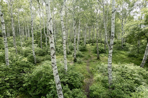 白樺の木々を抜ける緑の山道を歩むハイキングコース