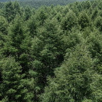 俯瞰して見た白樺林と登山道、指導標と自然の風景の写真