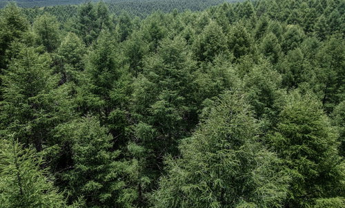 俯瞰して見た白樺林と登山道、指導標と自然の風景