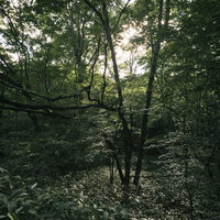 鬱蒼と生い茂る森の中に差し込む木漏れ日と樹木の風景の写真