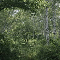 白樺の森の中で立ち並ぶ樹々と緑の葉が茂る自然風景の写真