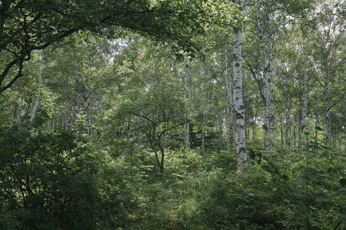 白樺の森の中で立ち並ぶ樹々と緑の葉が茂る自然風景