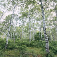 白樺の林の新緑 - 春の落葉高木の自然風景の写真