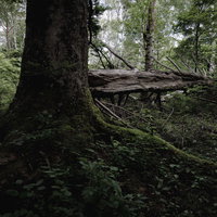 苔生す大木の幹と根が横たわる森林の林床風景の写真