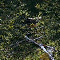 緑の森林に横たわる白樺の倒木と苔むした樹木の写真