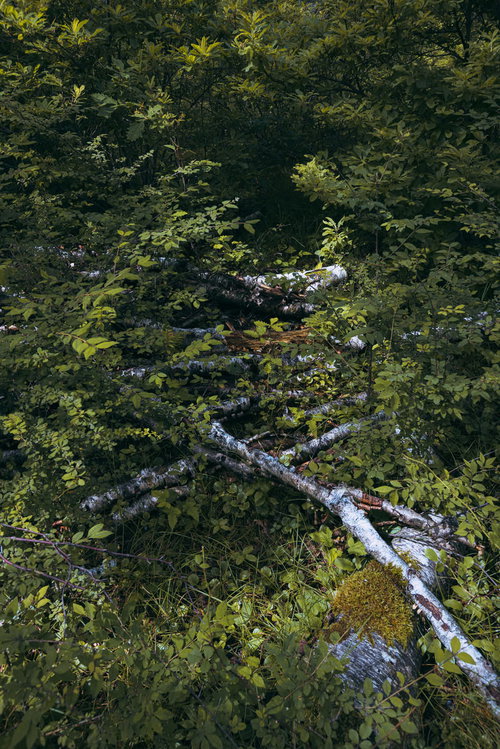 緑の森林に横たわる白樺の倒木と苔むした樹木