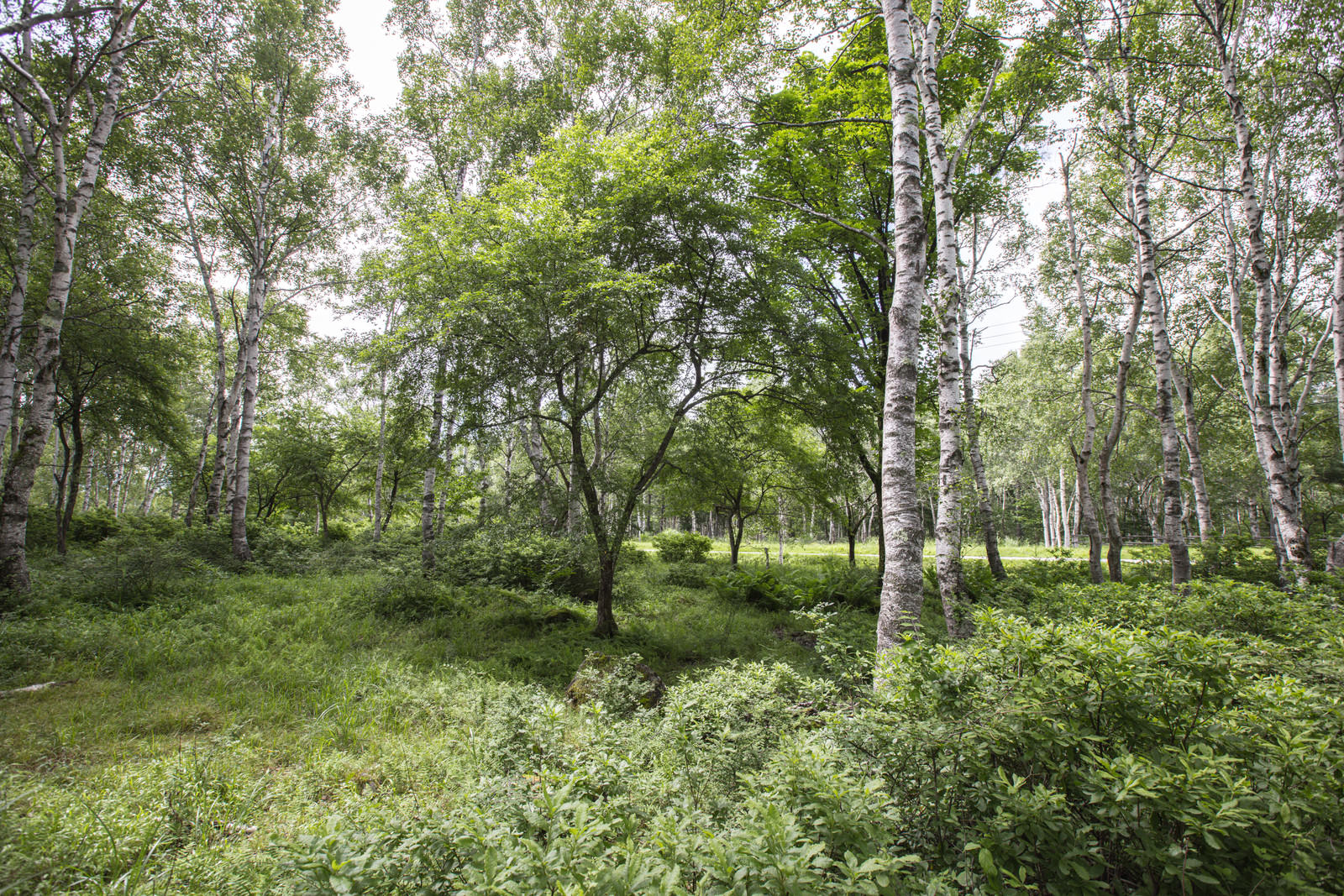 緑の草原に白い樹皮の白樺が立ち並ぶ自然豊かな林の風景