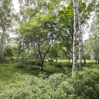 鬱蒼と生い茂る草むらから伸びる白樺の林と樹木の写真