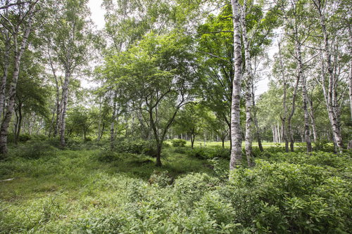 鬱蒼と生い茂る草むらから伸びる白樺の林と樹木