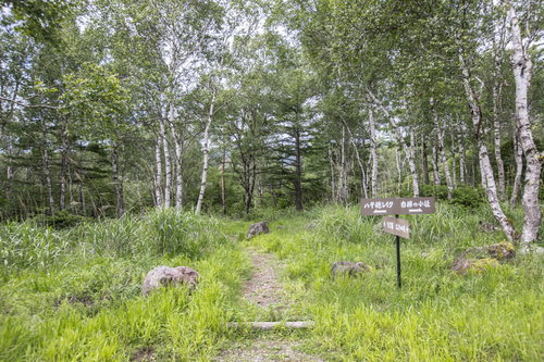 白樺の木々と指導標（白樺の小径）