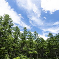 森の上に広がる青空と白い雲の写真