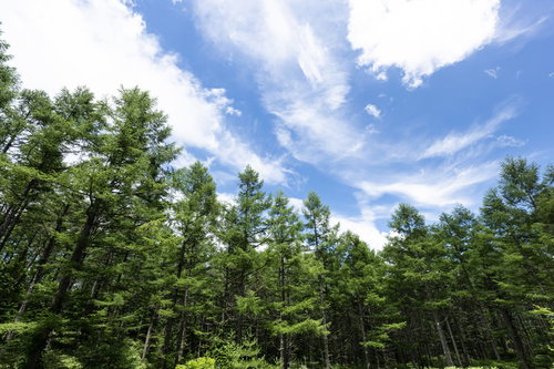 森の上に広がる青空と白い雲