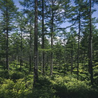 青空に伸びゆく針葉樹の林の写真