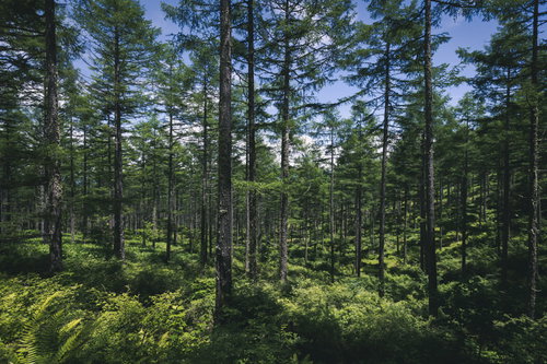 青空に伸びゆく針葉樹の林