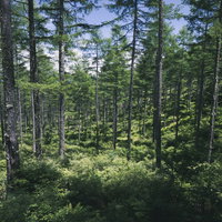 一面の草むらから伸びる木々が密集する森林の写真
