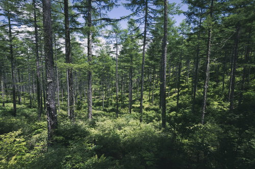 一面の草むらから伸びる木々が密集する森林