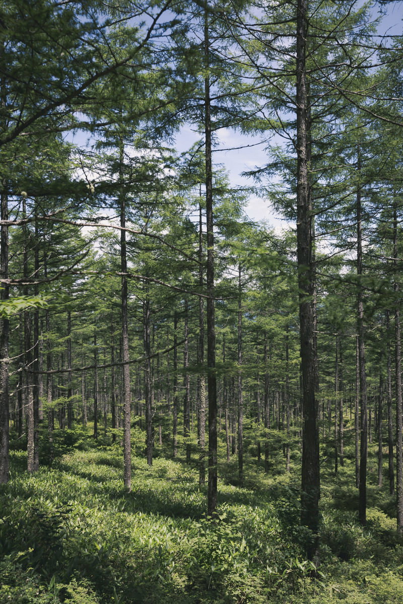 青空に向かって高く伸びる緑の針葉樹が立ち並ぶ森林の風景