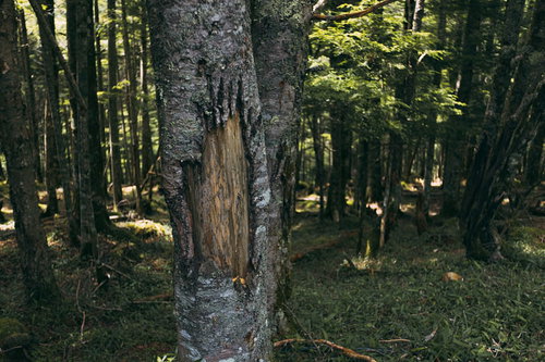 白樺の幹に残る熊の爪痕 野生動物の縄張り表示