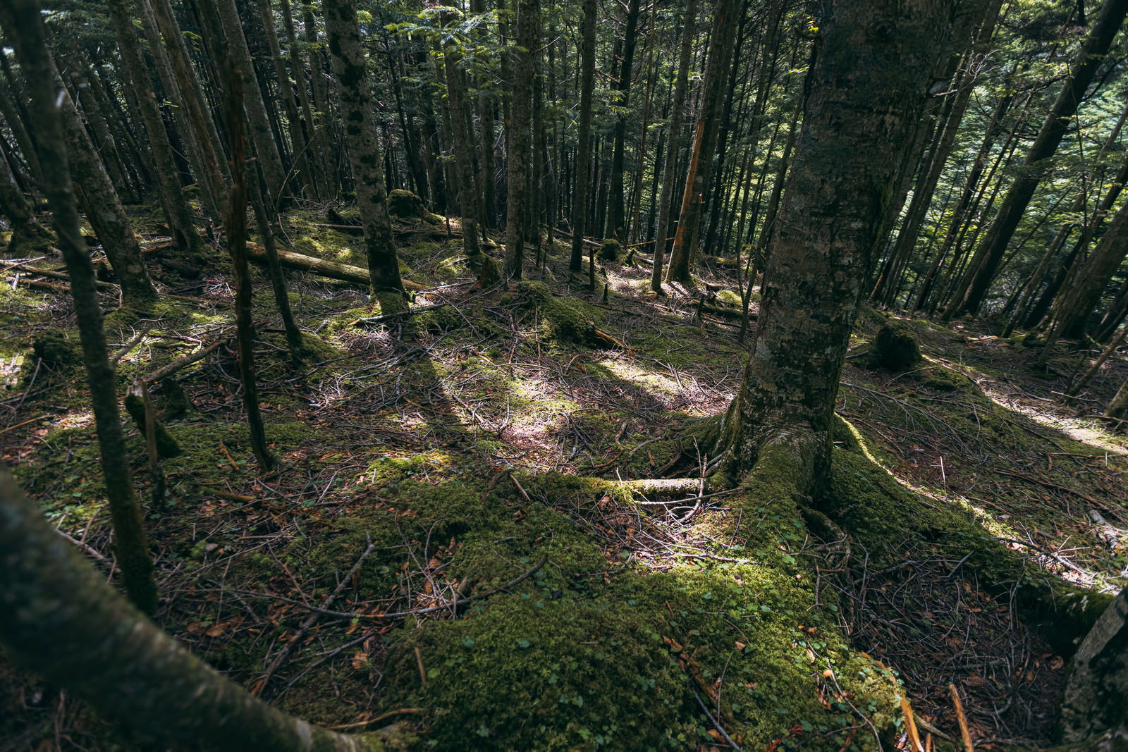 森の中で白樺の木々が立ち並び、地面に美しい影を落としている様子