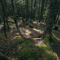 森の地面に伸びる白樺の木々の影と光のパターンの写真