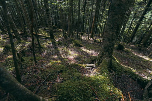 森の地面に伸びる白樺の木々の影と光のパターン